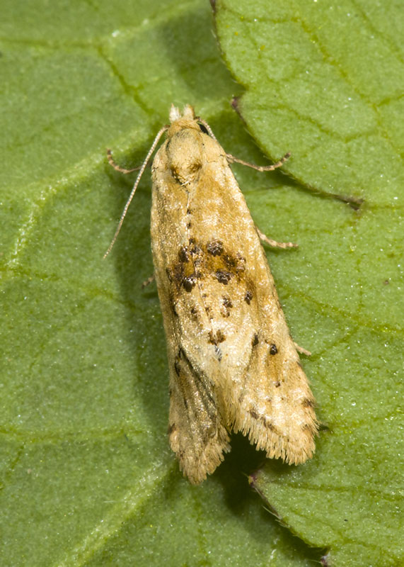 Tortricidae - Cochylimorpha straminea